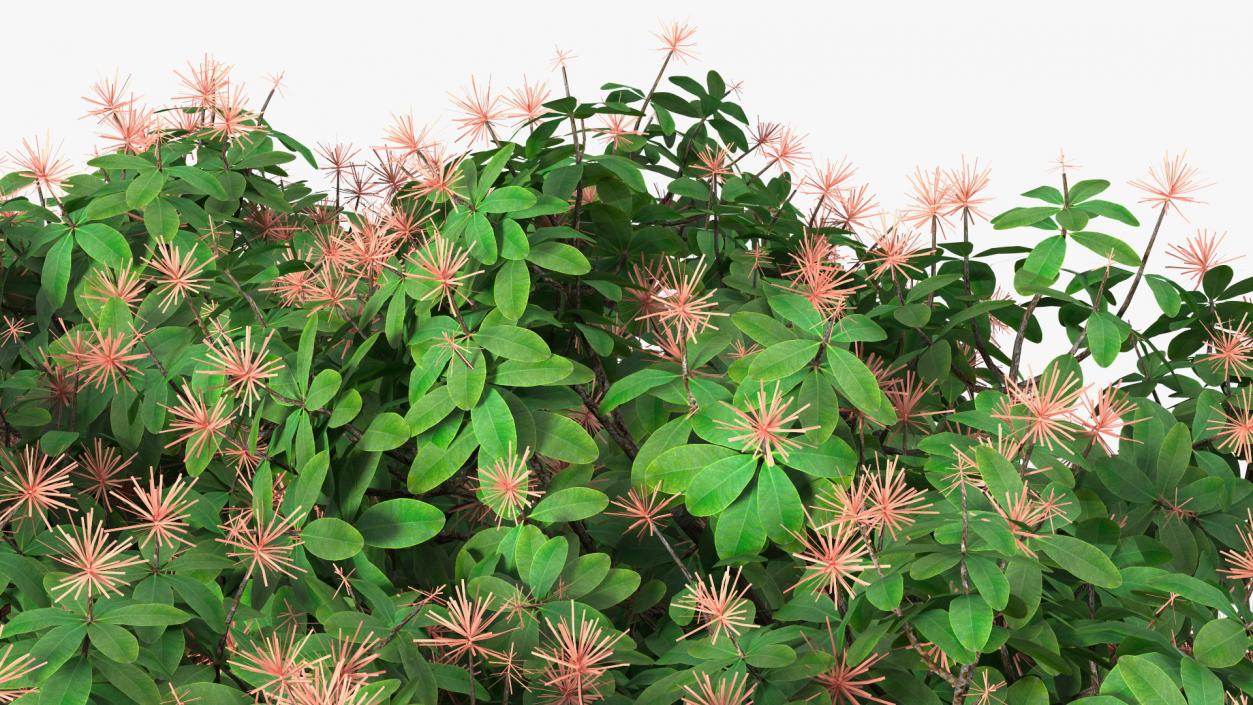 3D Rhododendron Foliage with Twigs