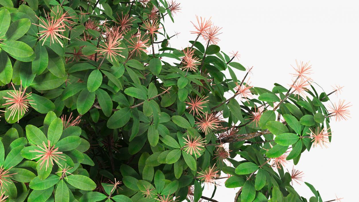 3D Rhododendron Foliage with Twigs