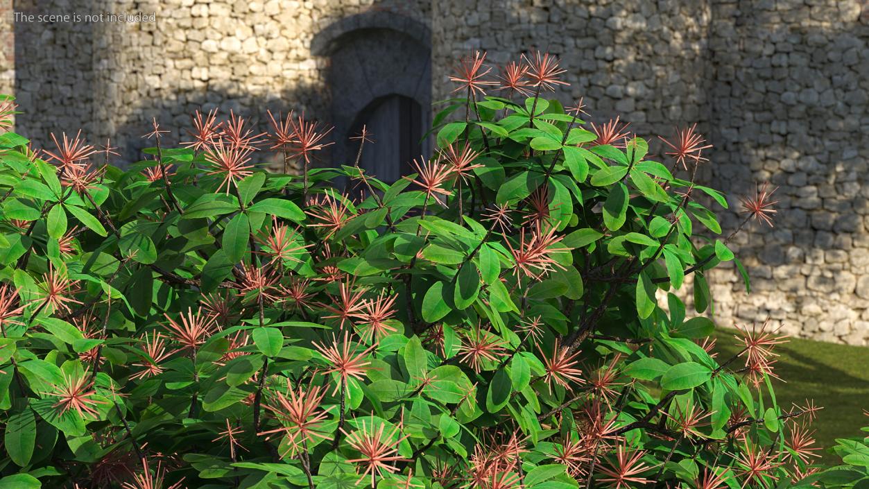 3D Rhododendron Foliage with Twigs