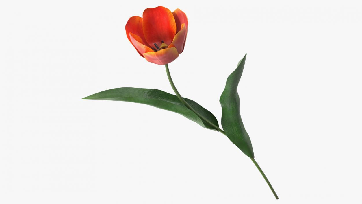 Blooming Red-Yellow Tulip Flower 3D