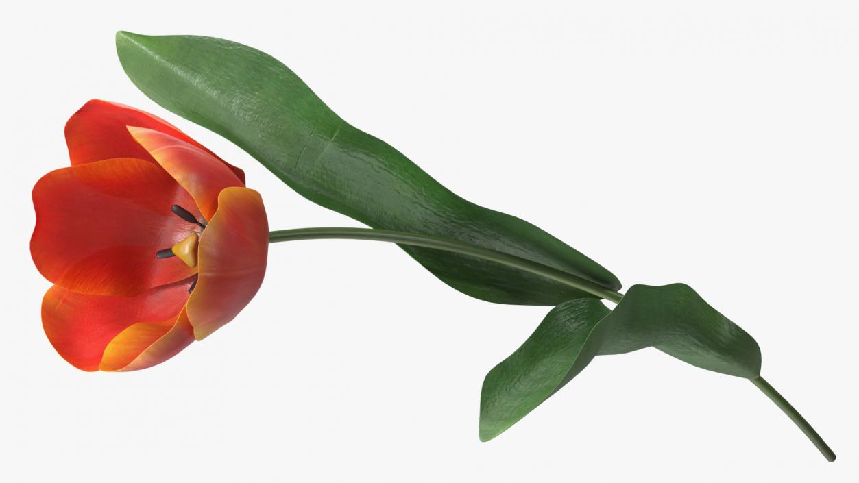 Blooming Red-Yellow Tulip Flower 3D