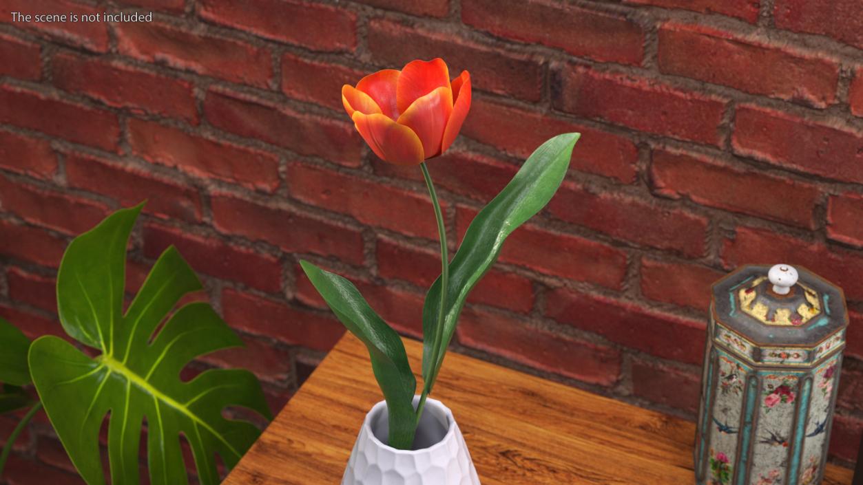 Blooming Red-Yellow Tulip Flower 3D