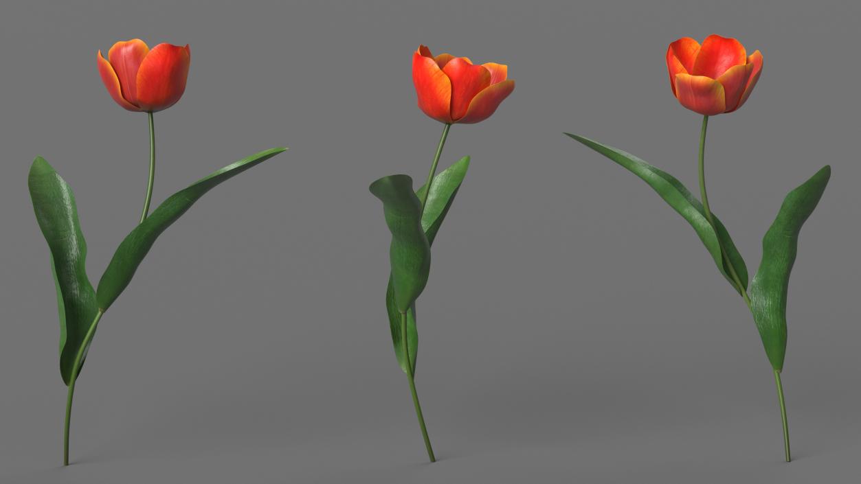 Blooming Red-Yellow Tulip Flower 3D