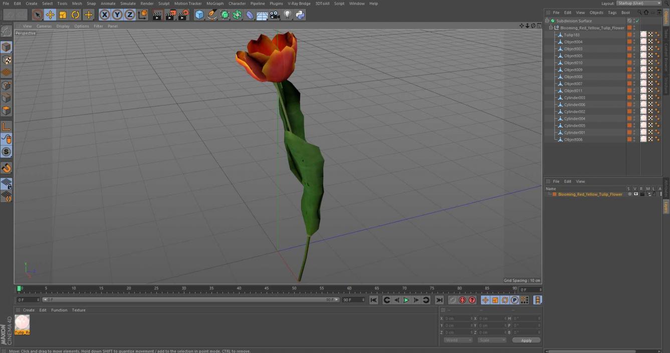 Blooming Red-Yellow Tulip Flower 3D