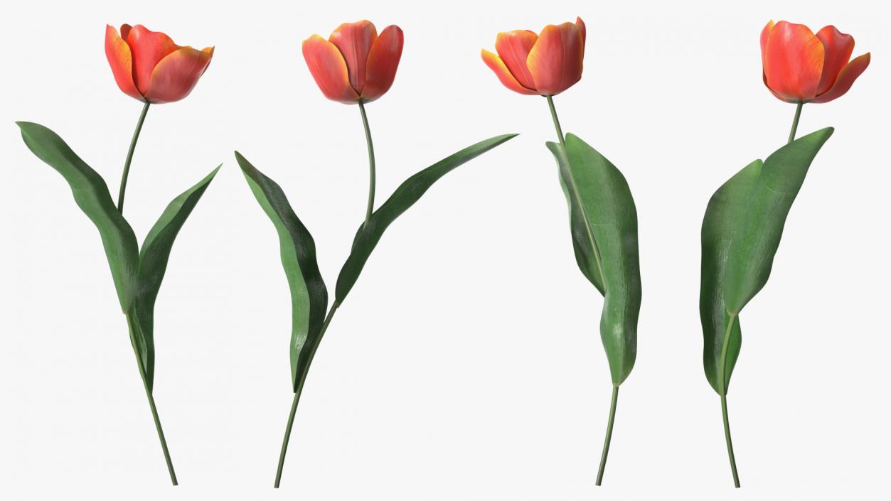 Blooming Red-Yellow Tulip Flower 3D