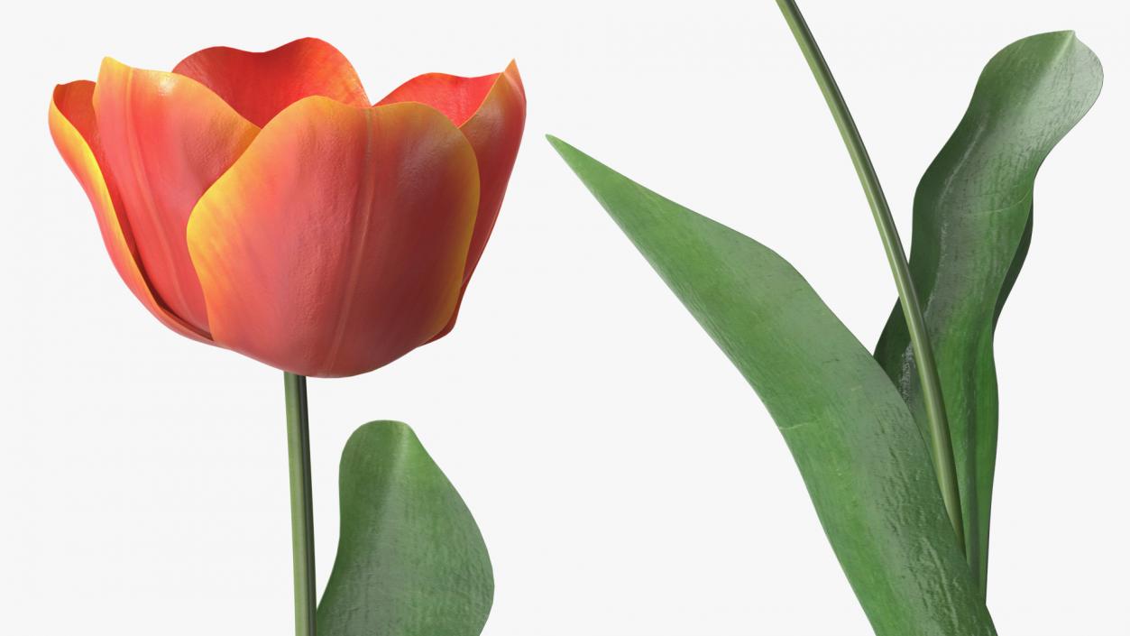 Blooming Red-Yellow Tulip Flower 3D