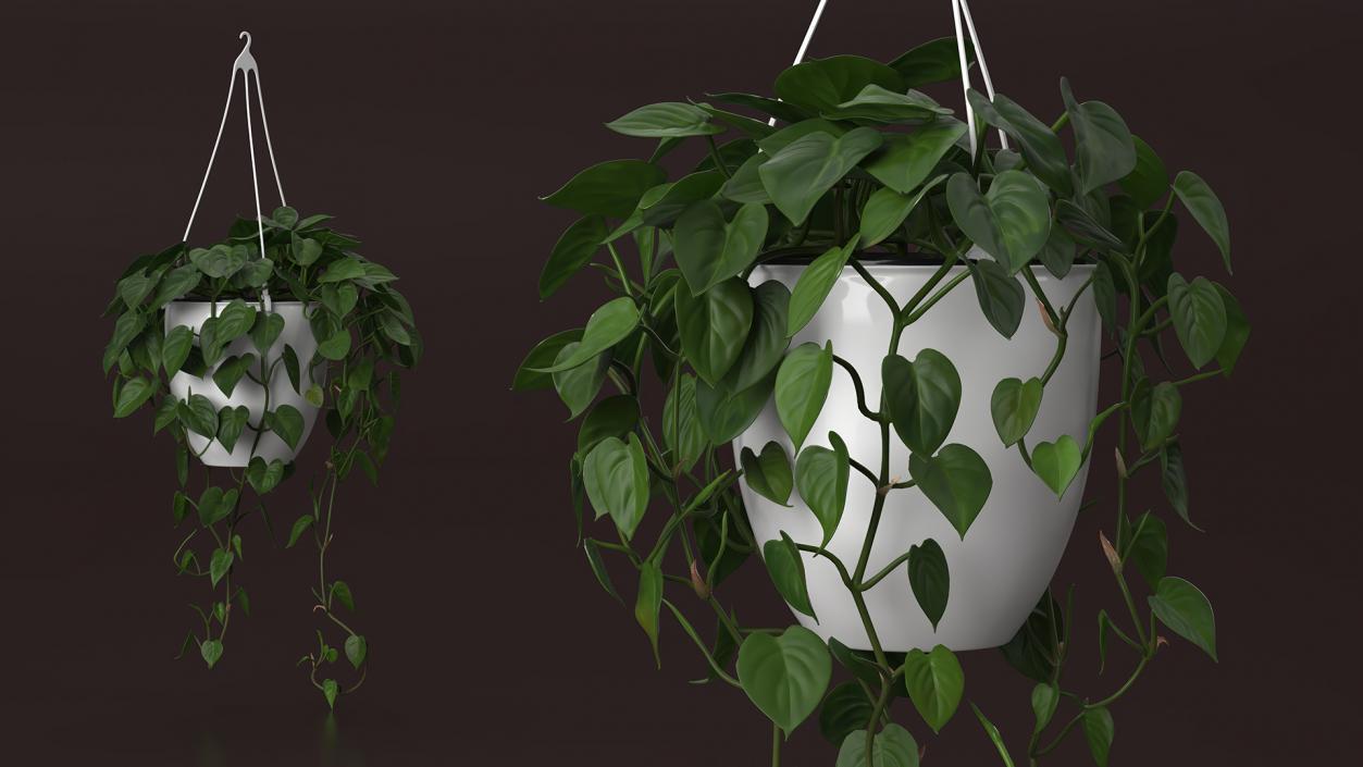 3D model Hanging Potted Plant