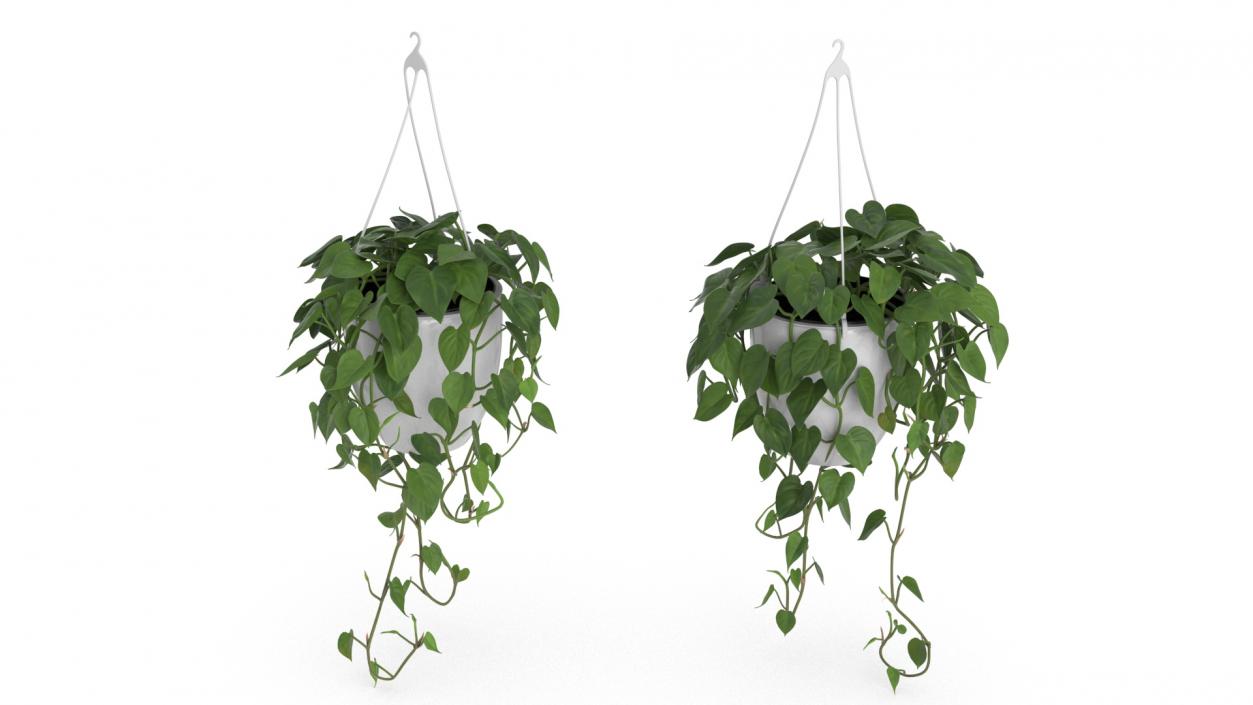 3D model Hanging Potted Plant