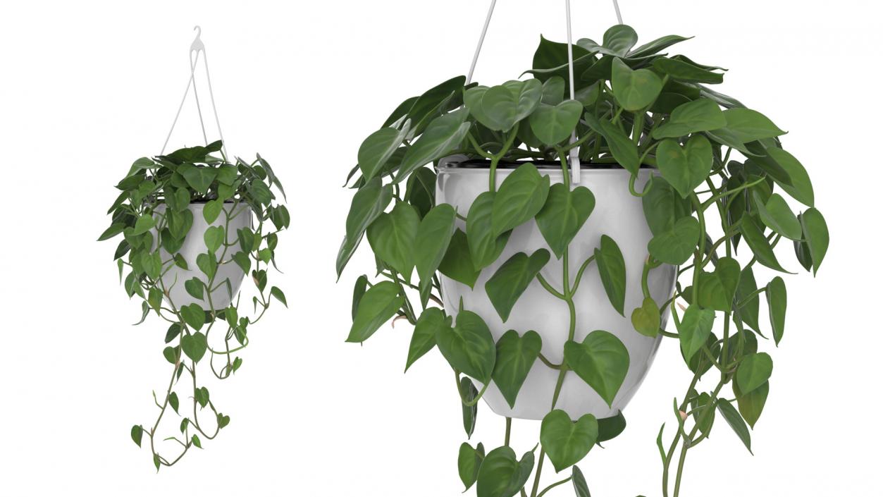 3D model Hanging Potted Plant