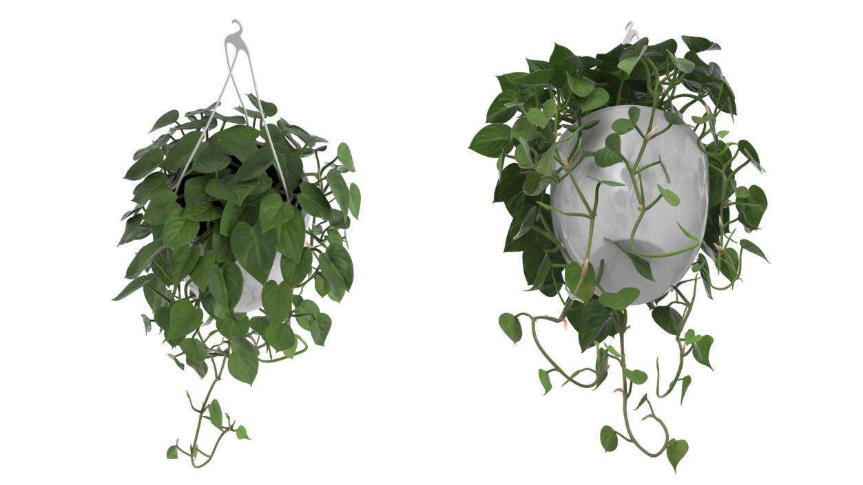 3D model Hanging Potted Plant