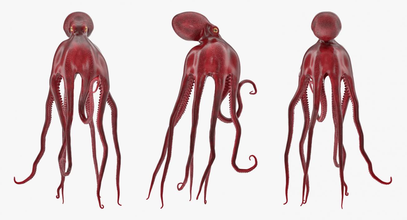 Octopus Vulgaris Swiming Pose 3D model