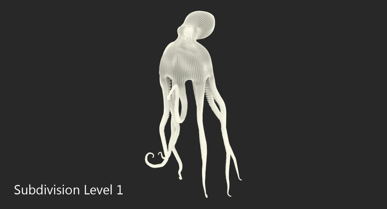 Octopus Vulgaris Swiming Pose 3D model