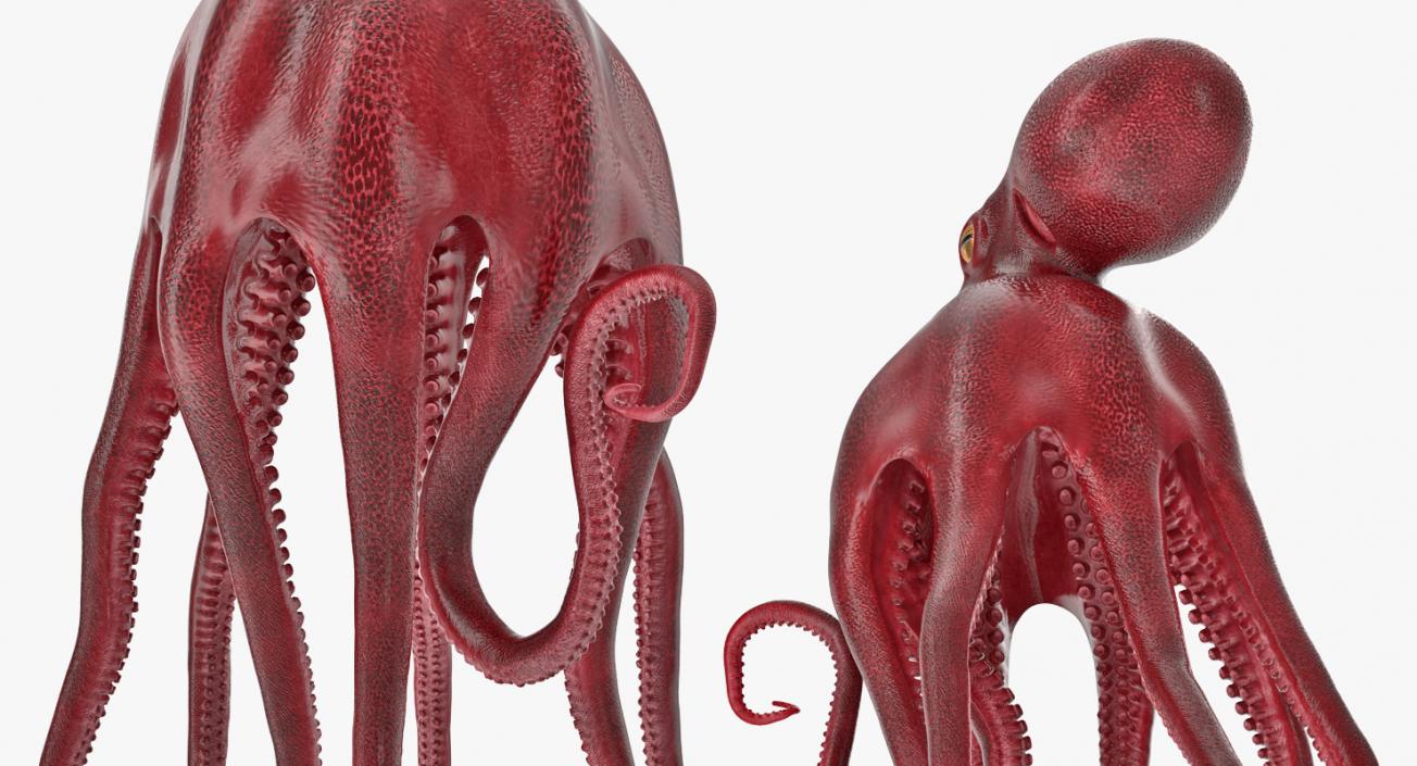 Octopus Vulgaris Swiming Pose 3D model