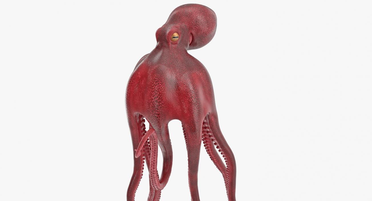 Octopus Vulgaris Swiming Pose 3D model