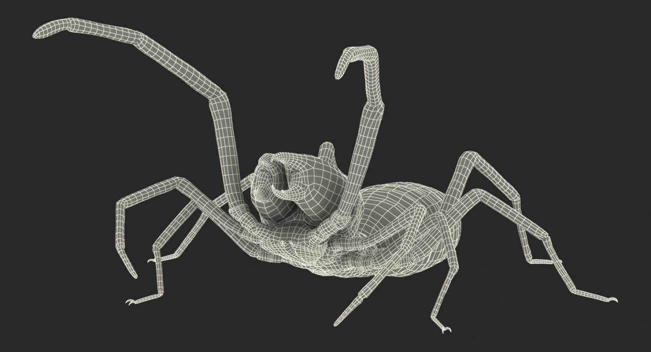 3D Camel Spider Rigged with Fur model