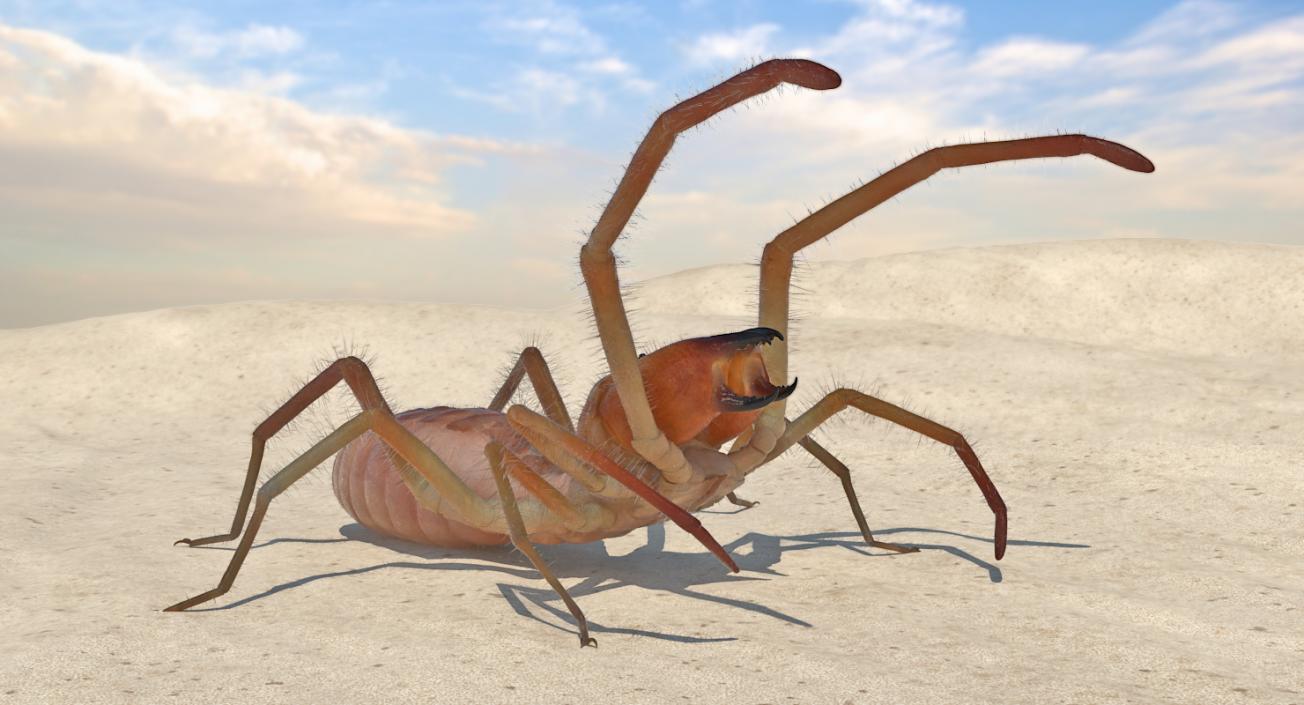 3D Camel Spider Rigged with Fur model