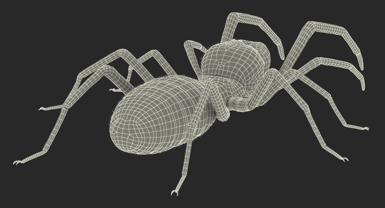 3D Camel Spider Rigged with Fur model