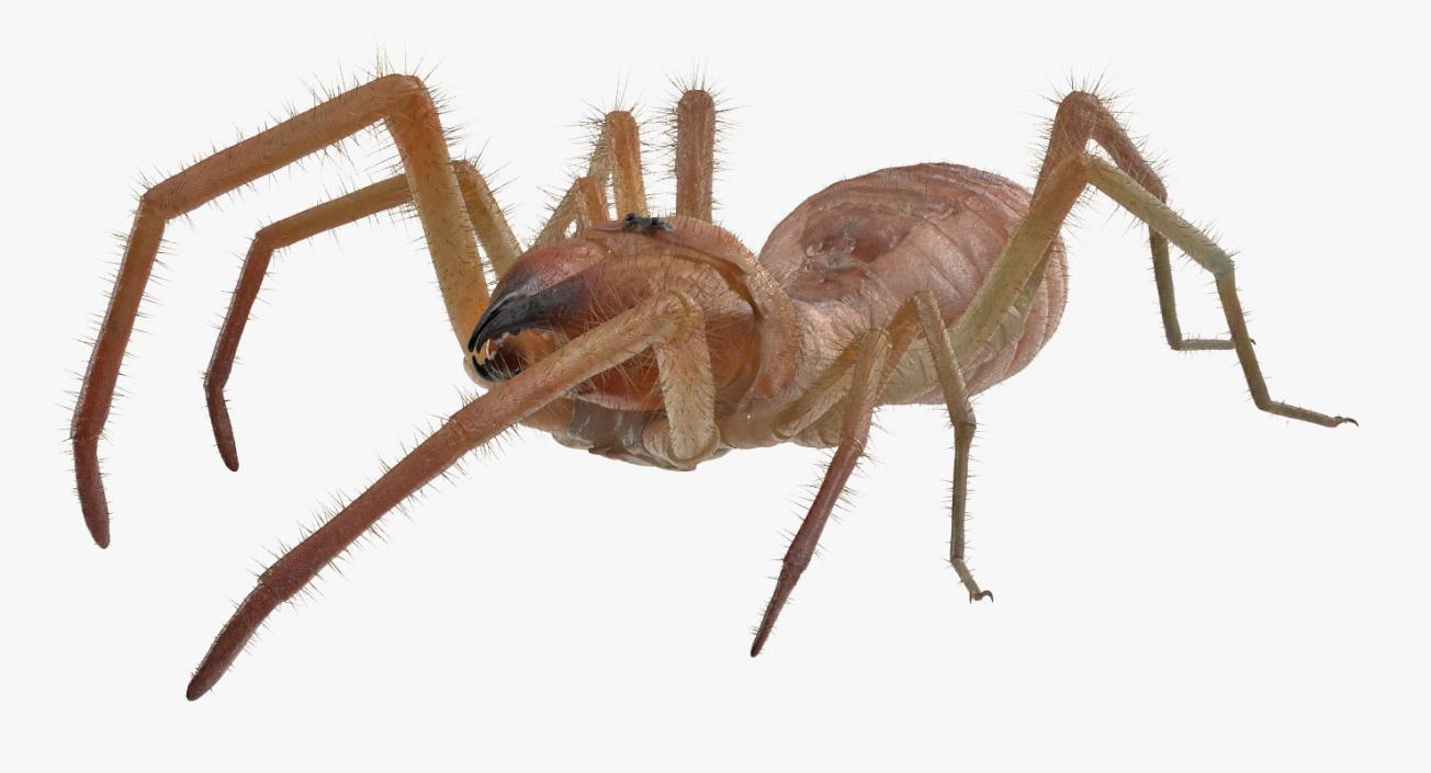 3D Camel Spider Rigged with Fur model