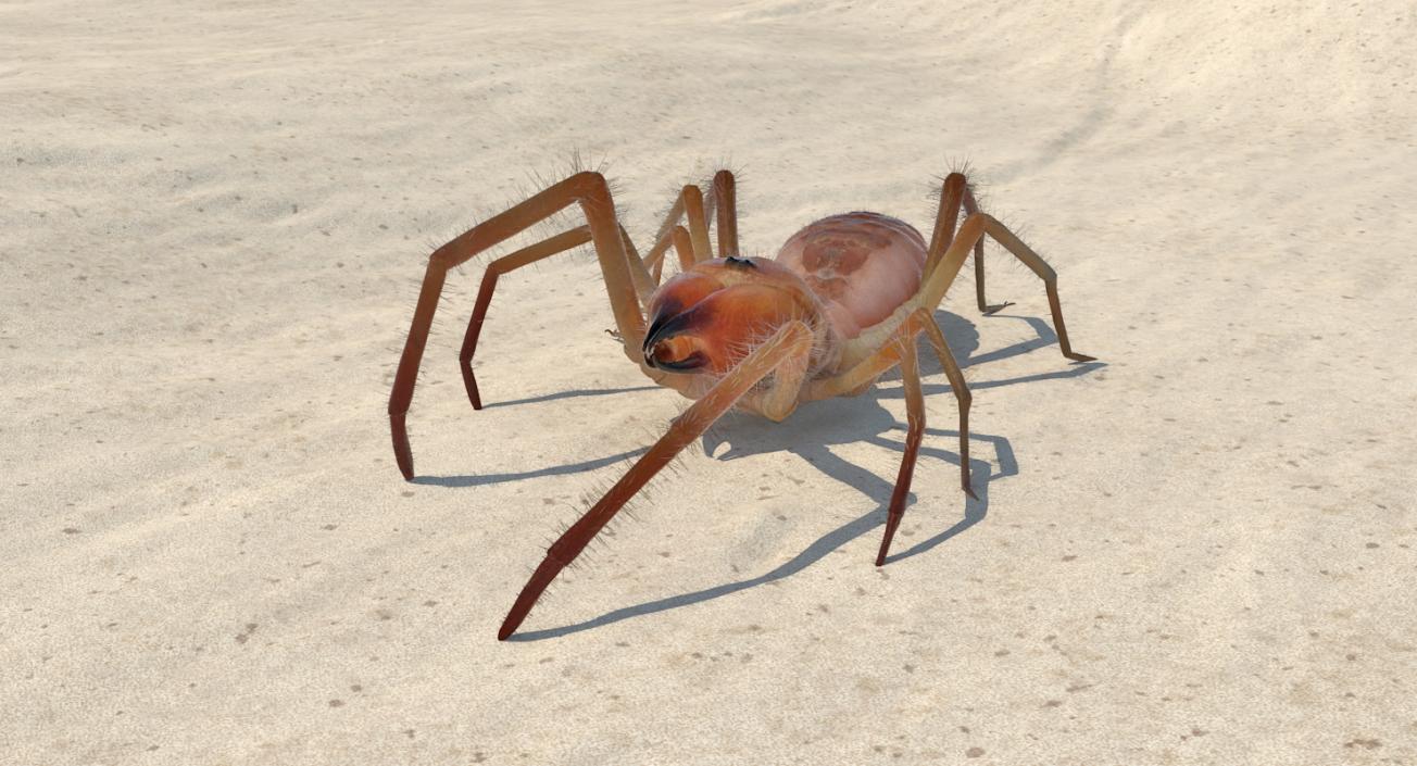 3D Camel Spider Rigged with Fur model