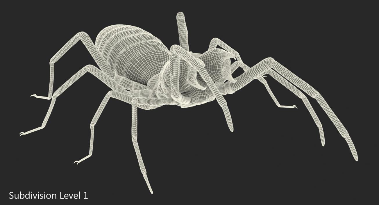 3D Camel Spider Rigged with Fur model