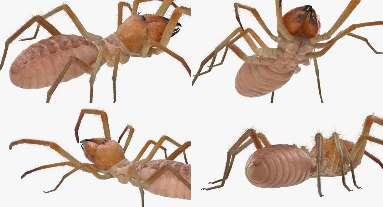 3D Camel Spider Rigged with Fur model