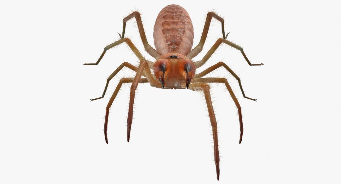 3D Camel Spider Rigged with Fur model