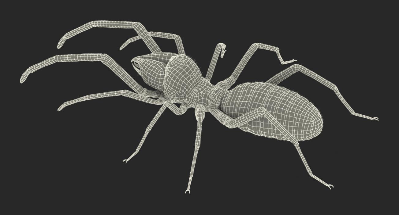 3D Camel Spider Rigged with Fur model