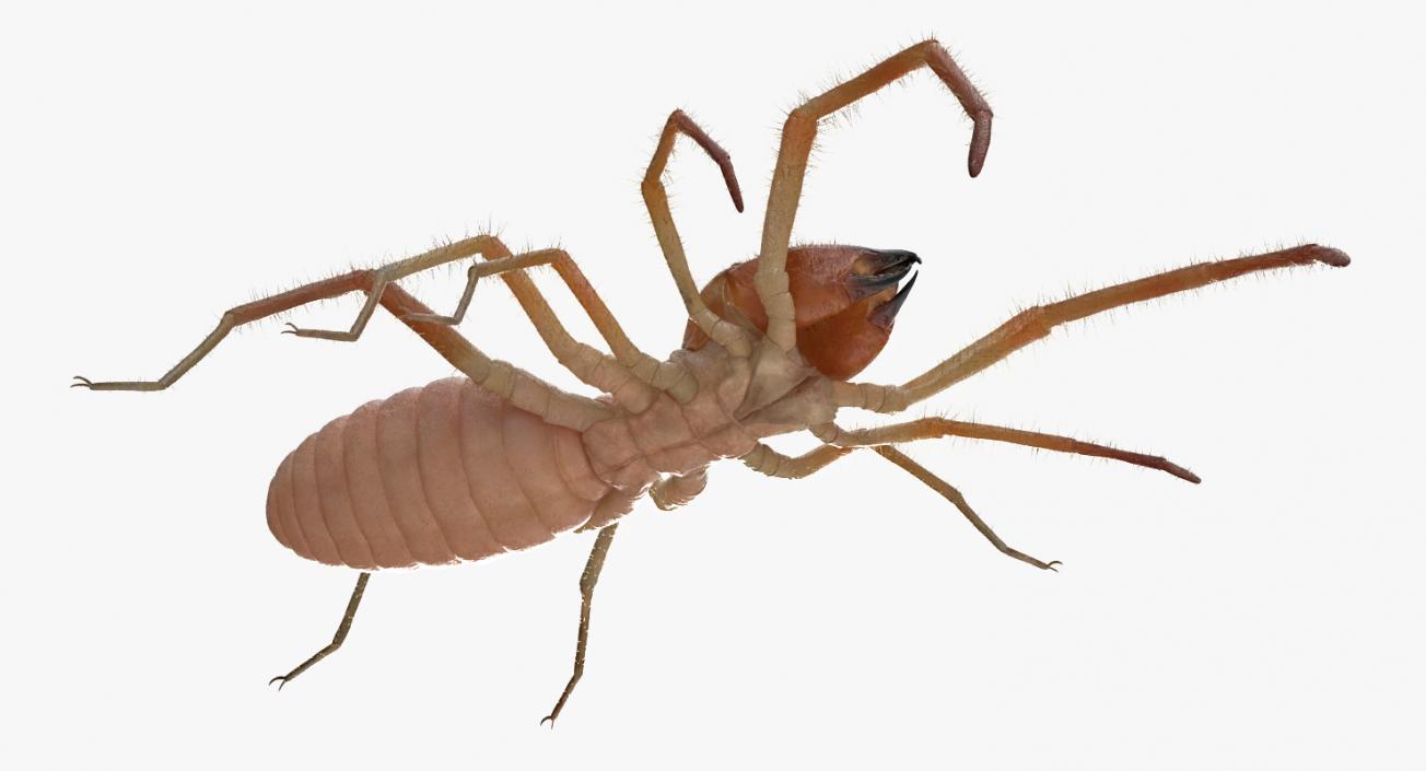 3D Camel Spider Rigged with Fur model