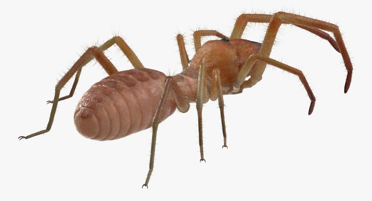 3D Camel Spider Rigged with Fur model