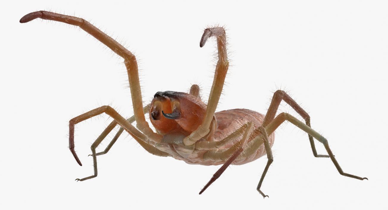 3D Camel Spider Rigged with Fur model