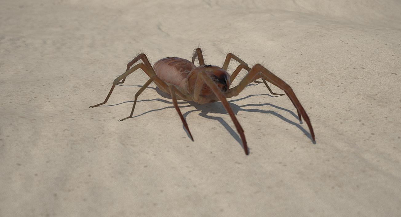 3D Camel Spider Rigged with Fur model