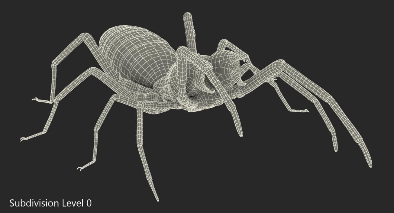 3D Camel Spider Rigged with Fur model