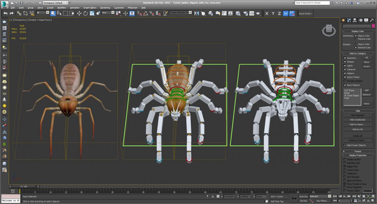 3D Camel Spider Rigged with Fur model