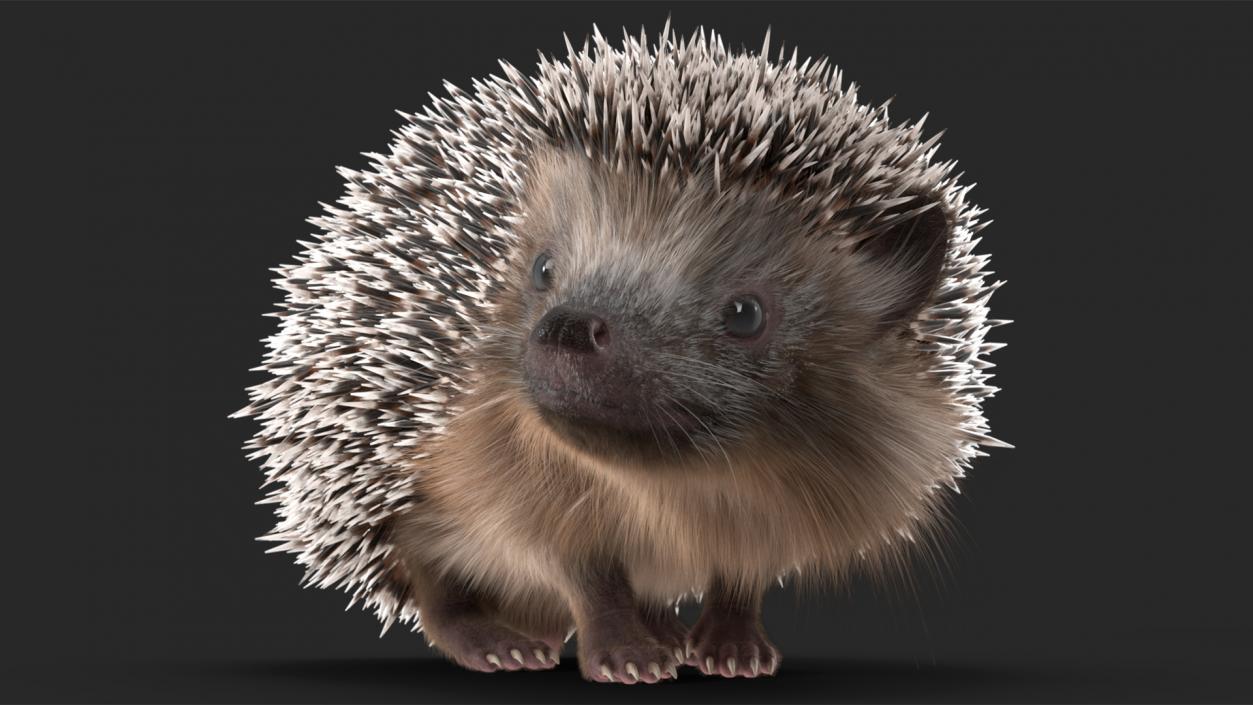 Black Hedgehog Standing Fur 3D