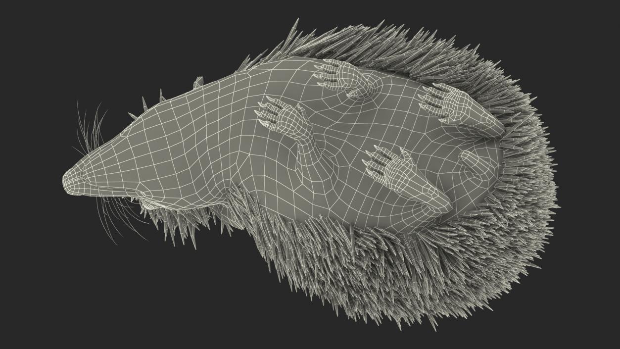 Black Hedgehog Standing Fur 3D