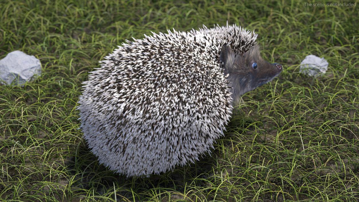 Black Hedgehog Standing Fur 3D