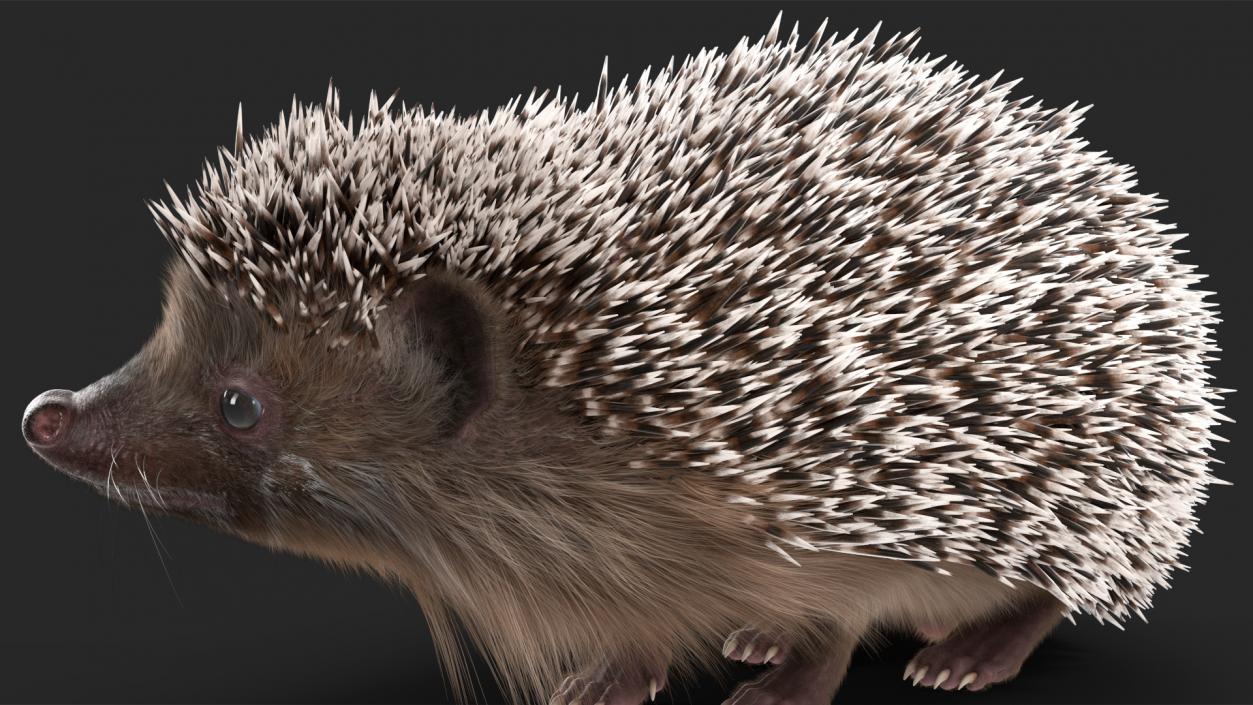 Black Hedgehog Standing Fur 3D