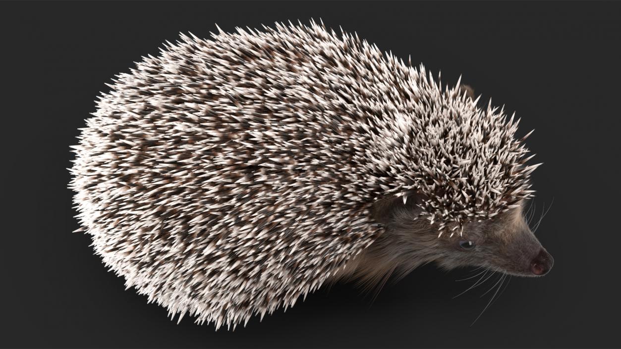 Black Hedgehog Standing Fur 3D