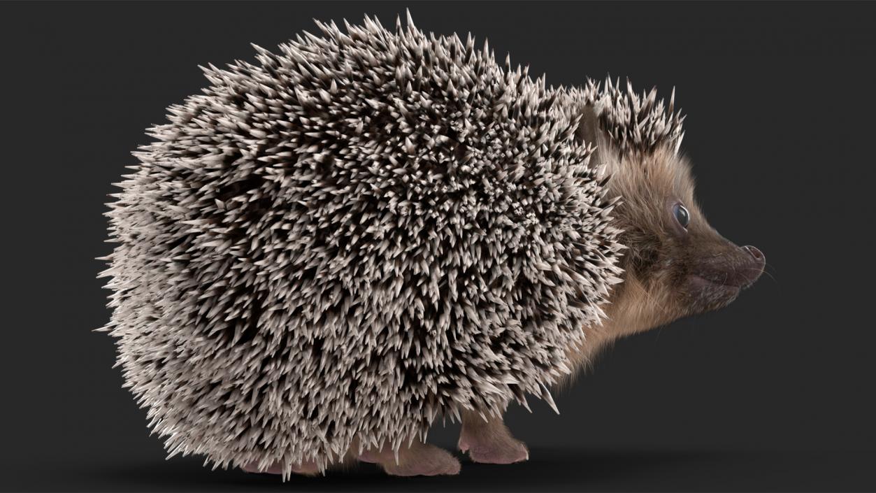 Black Hedgehog Standing Fur 3D