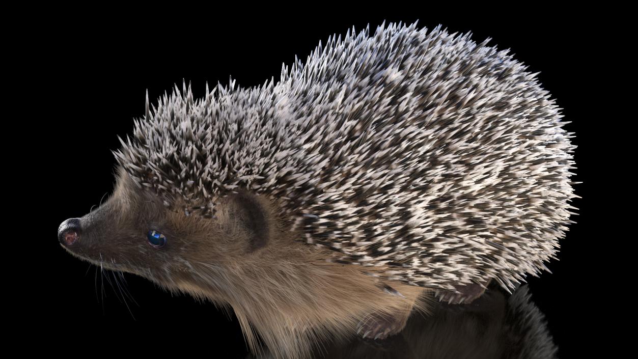 Black Hedgehog Standing Fur 3D