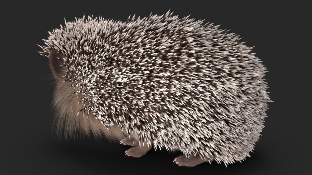 Black Hedgehog Standing Fur 3D