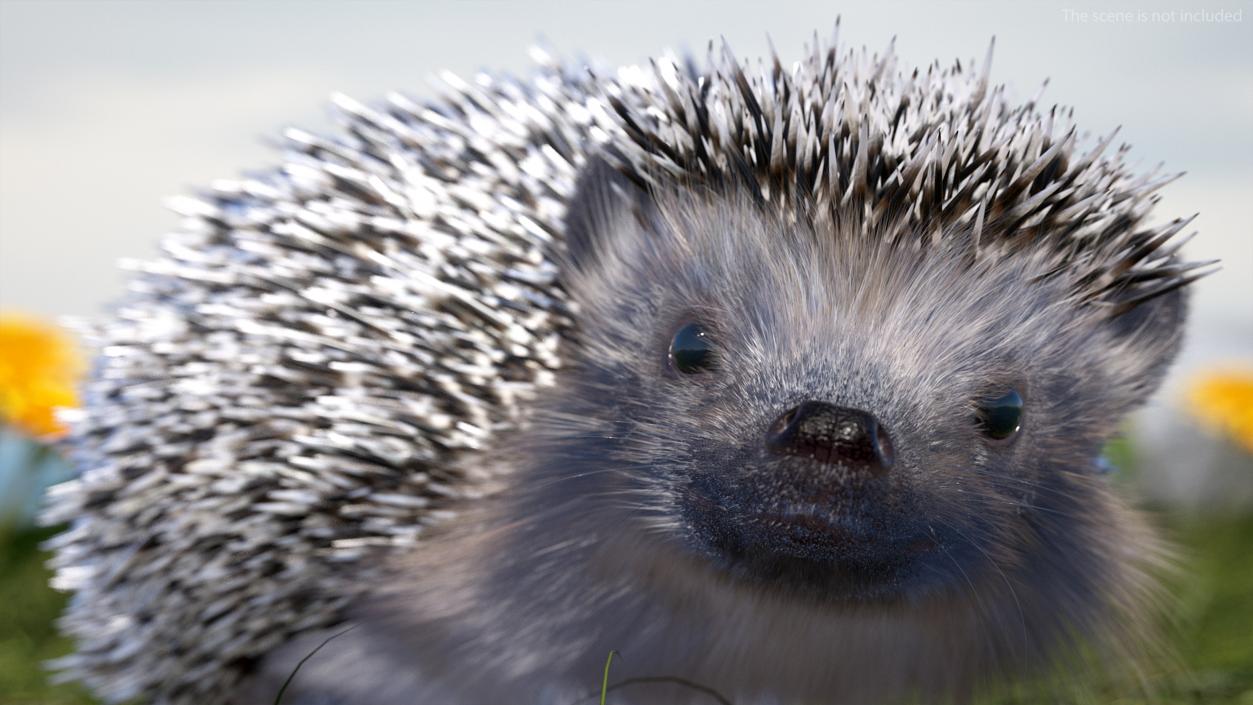 Black Hedgehog Standing Fur 3D