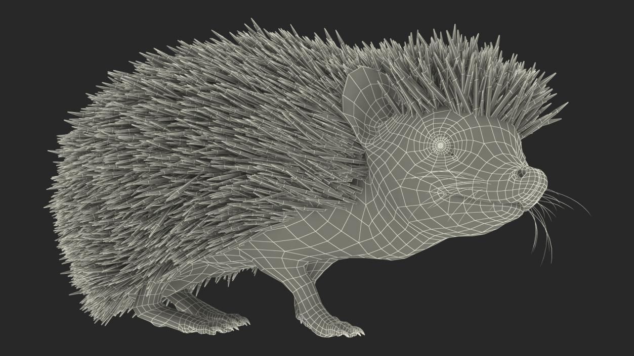 Black Hedgehog Standing Fur 3D