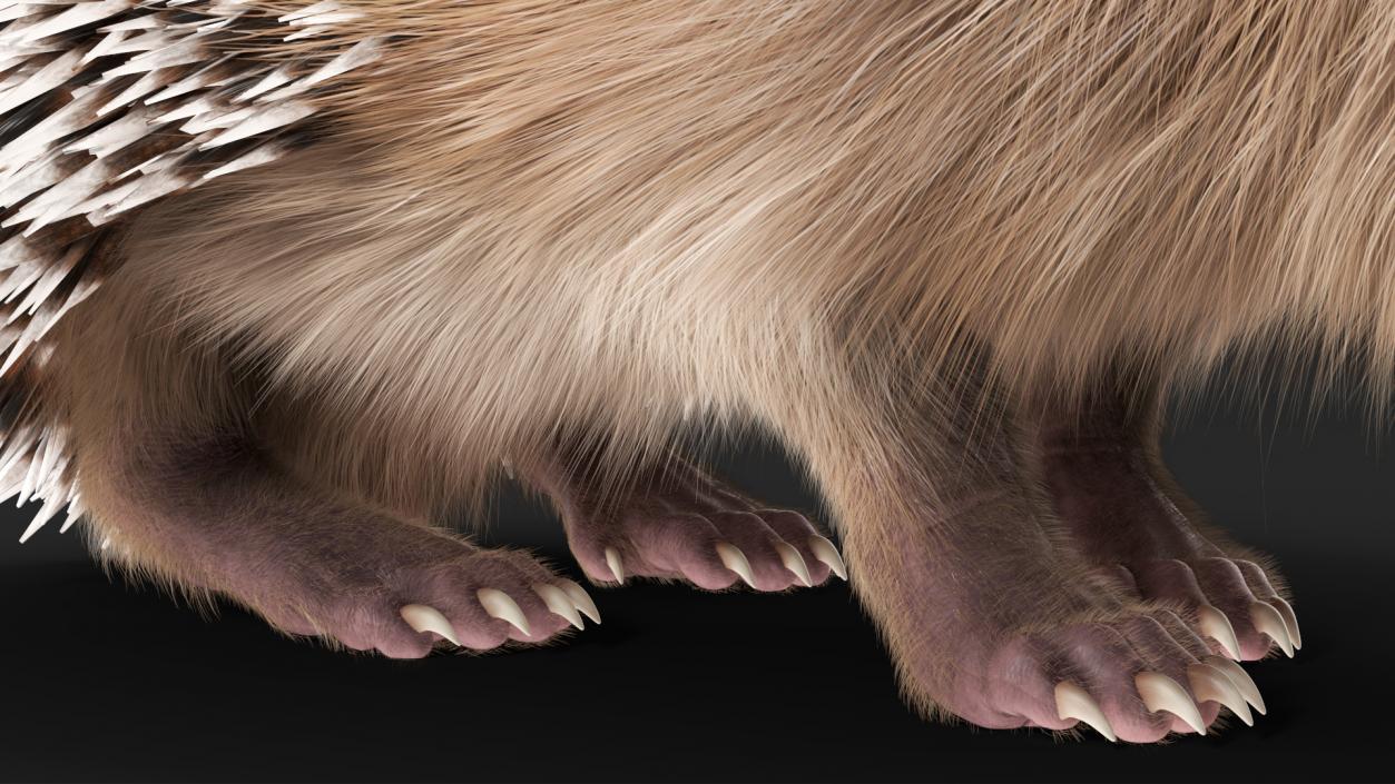 Black Hedgehog Standing Fur 3D