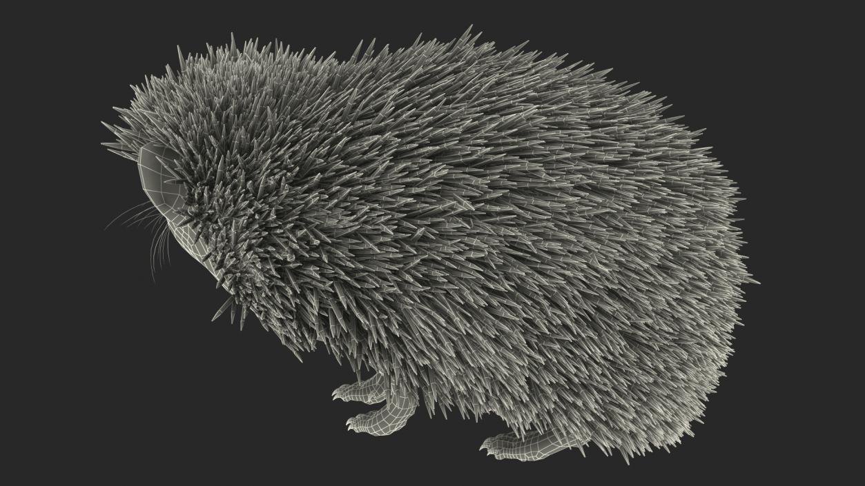 Black Hedgehog Standing Fur 3D