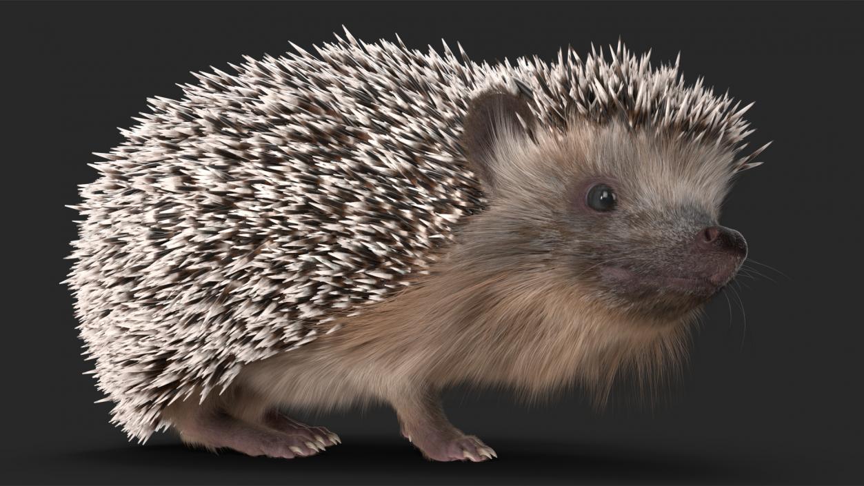 Black Hedgehog Standing Fur 3D