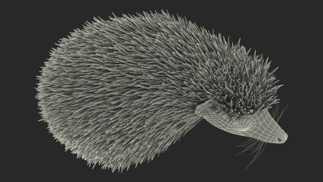 Black Hedgehog Standing Fur 3D