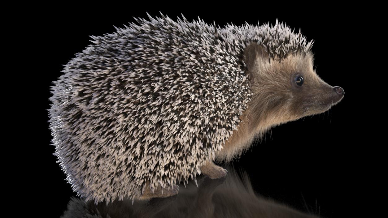 Black Hedgehog Standing Fur 3D