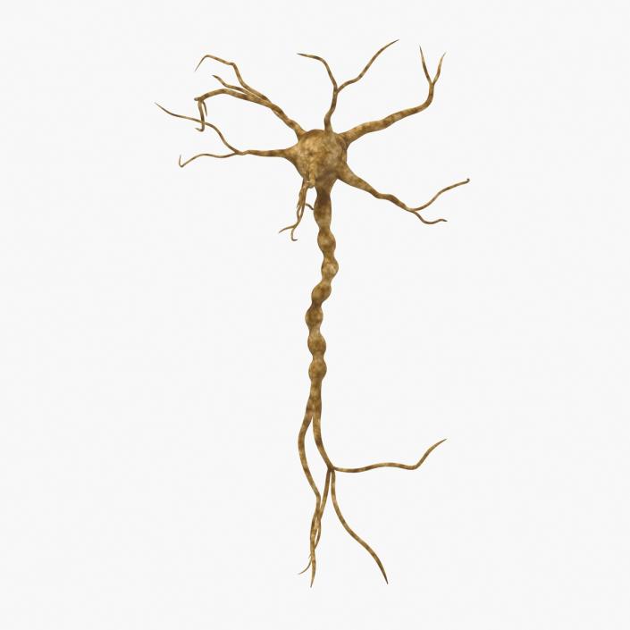 3D model Neuron