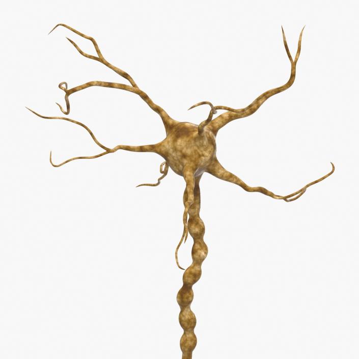 3D model Neuron